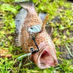 久しぶりの釣果