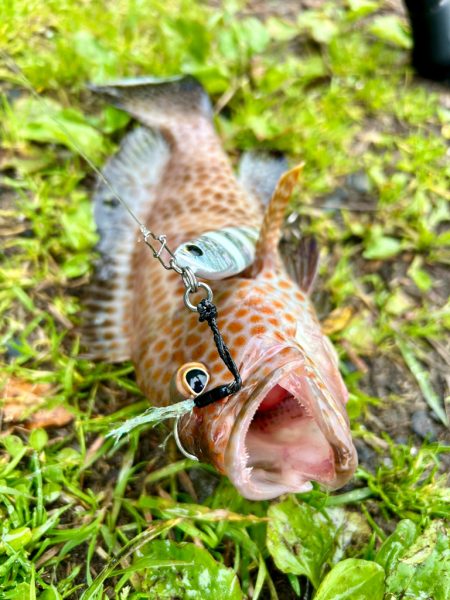 久しぶりの釣果