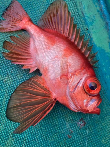 根魚五目釣り☆