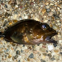 風が強い中の釣行