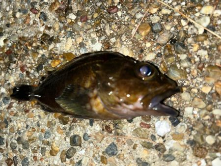 風が強い中の釣行
