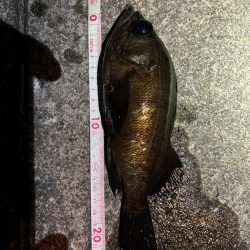 久しぶりのメバリング