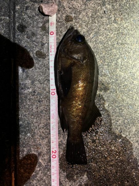 久しぶりのメバリング