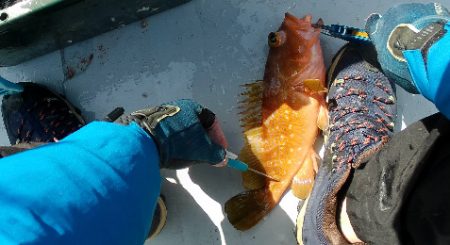 粘ってマダイゲット！一つテンヤ