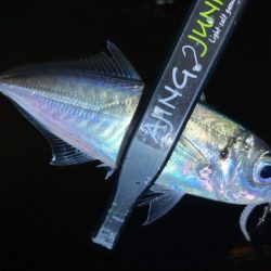 近所でアジ探し！