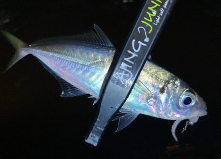 近所でアジ探し！