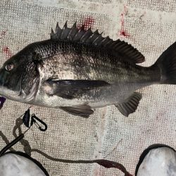 チヌジギ&ボートシーバス