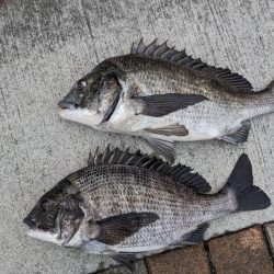 チヌのノッコミ始まりました