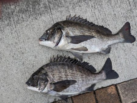 チヌのノッコミ始まりました