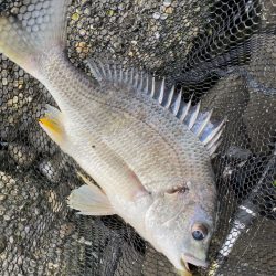 日中から暖かく