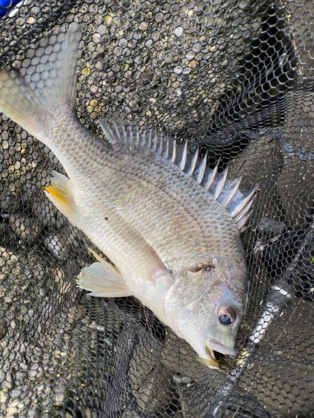 日中から暖かく