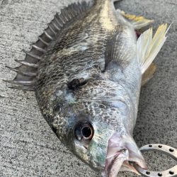 チヌのノッコミ中