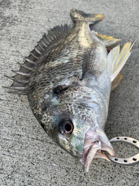 チヌのノッコミ中