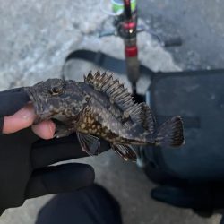 まだまだ極寒ライトゲーム