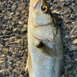 バースデイ シーバス