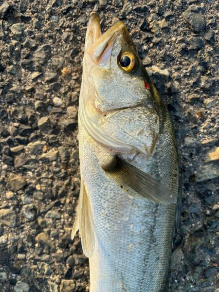 バースデイ　シーバス