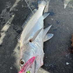 旬のクログチ狙い　