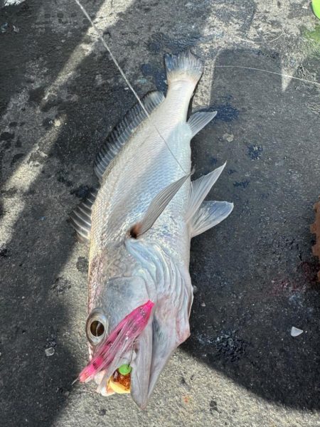 旬のクログチ狙い　