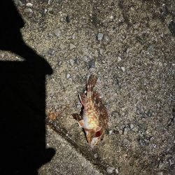 またも、厳しかった…