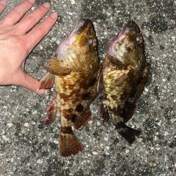 ホタルイカパターン