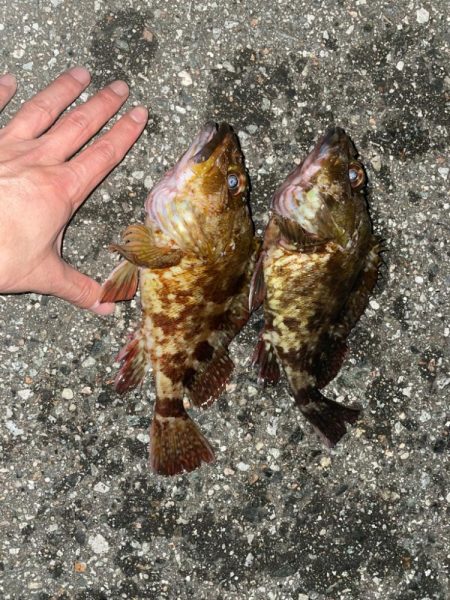 ホタルイカパターン