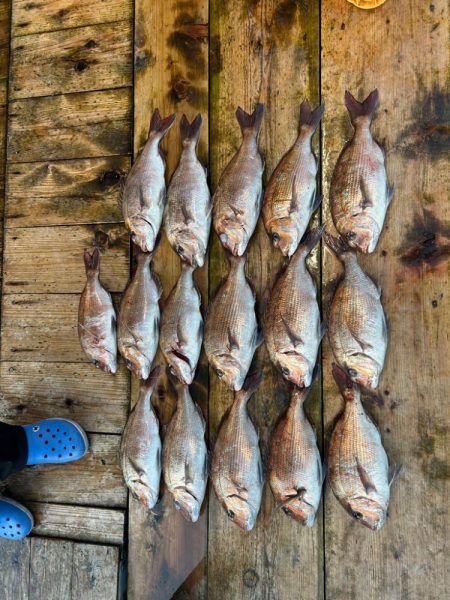 あなたに逢い鯛　夕まずめ