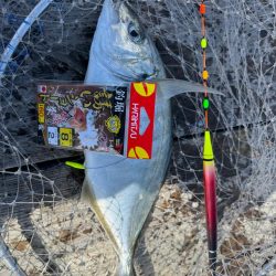 MFG海上釣り堀大会に参加してきました🎣