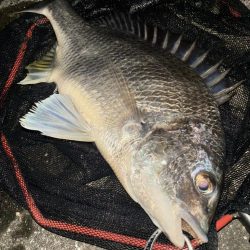 ヘチってきました