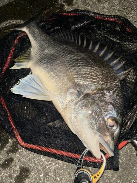 ヘチってきました