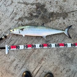 サワラまであと少し😩