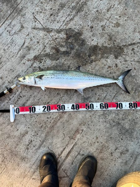 サワラまであと少し😩