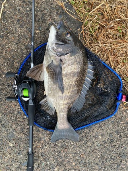 雨上がりチニング