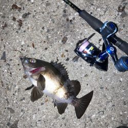 地方メバリング