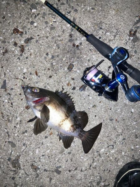 地方メバリング