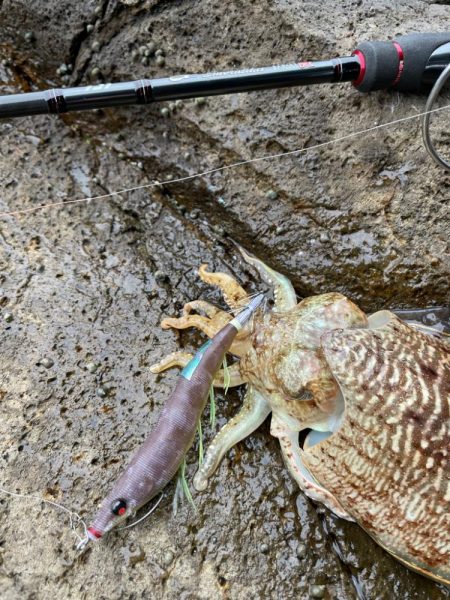 海の中も春に！