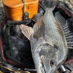 ヘチってきました