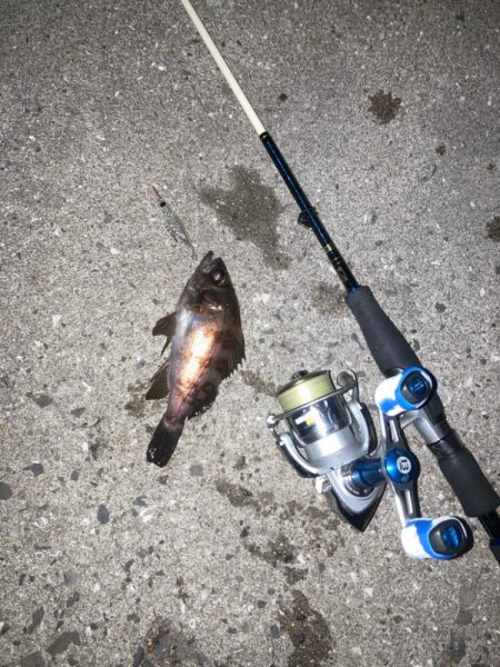 メバル　プラッキング不発