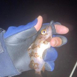 メバルプラッキング