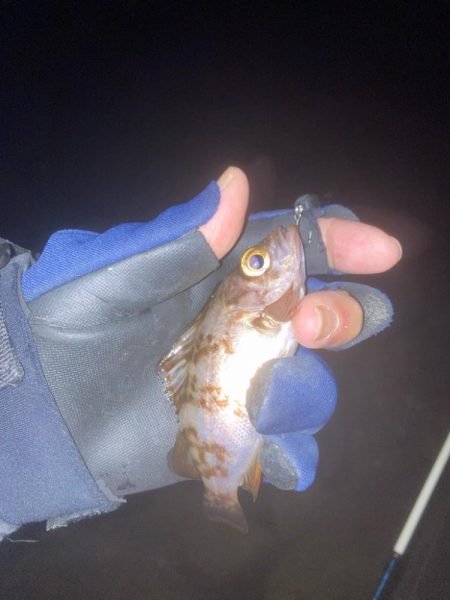 メバルプラッキング