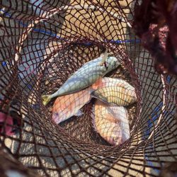 田辺の沖磯でカゴ釣り