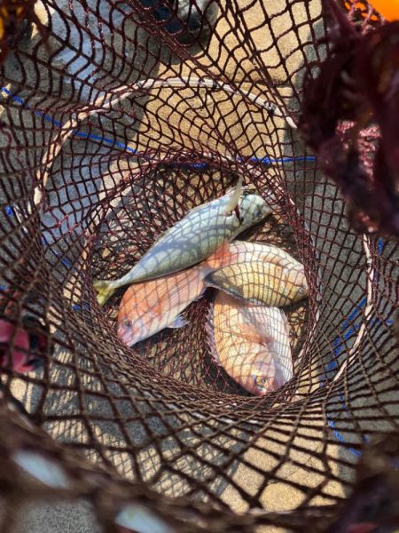 田辺の沖磯でカゴ釣り