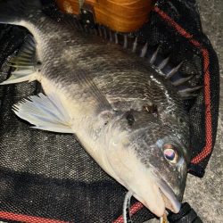 ヘチってきました