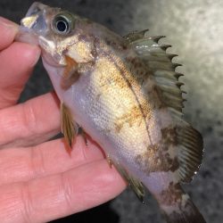 寒波の戻り。渋いメバル