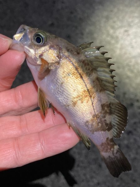 寒波の戻り。渋いメバル