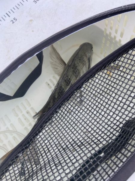 開始3投目でゲット