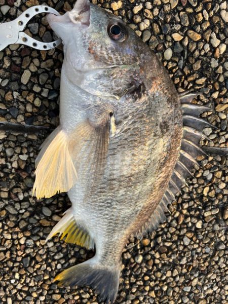 おチヌさんノッコミ中