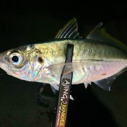 中アジ探しアジング