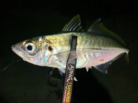 中アジ探しアジング