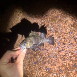 釣りキャンプ🎣🏕️