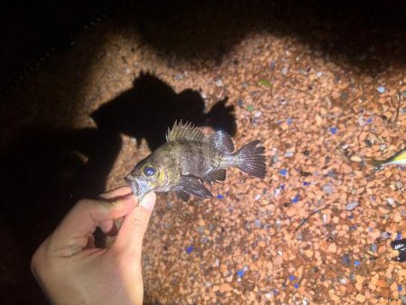 釣りキャンプ🎣🏕️